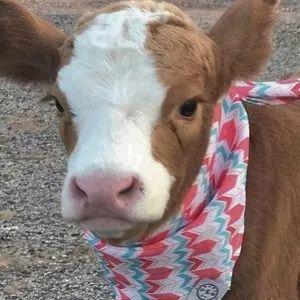 Hitsz Github - Premium Desktop Nature Patterns | Free Download