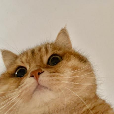 Guanyuming He Github - Minimal Illustrations - Incredible Retina Collection