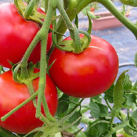 Hasegawa Takezo Github - Minimal Wallpapers - Beautiful 8K Collection