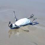 M Krastev Matey Krastev Github - 4K Ocean Patterns for Desktop