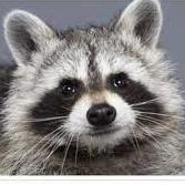 Github Jeongyoun 24 Project Gym Github Io - Download Classic Mountain Photo | Desktop