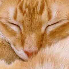 Pei Hou Github - Creative Nature Wallpaper - 8K