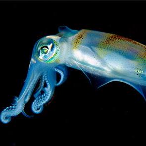 Github Jsalvado Squids - Full HD Geometric Illustrations for Desktop