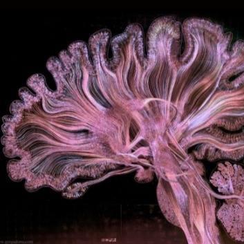 Github Labneoc Eeg Inception Modeling Inception Modeling For Eeg - Download High Quality Landscape Background | Full HD