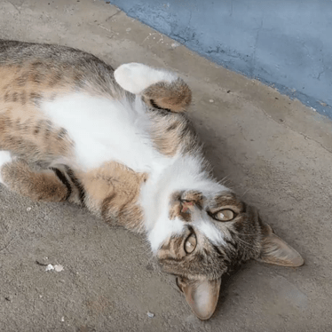 Evenkyuuga Cl Ment Lin Github - Geometric Illustration Collection - 8K Quality