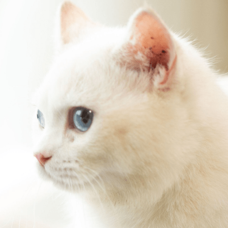 Anubisyy Wang Github