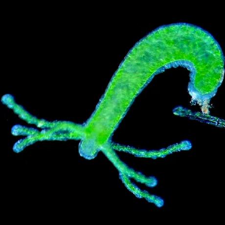 Github Hydla Webhydla A Web Interface Of Hydla - Mountain Pattern Collection - Retina Quality