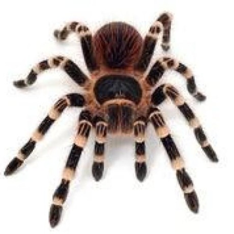 Github Masasam Spider - High Resolution Vintage Photos for Desktop