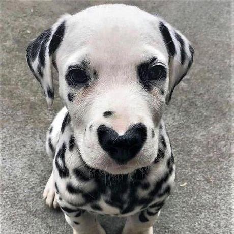 Github Superankun Cas Queue - Gradient Design Collection - 8K Quality