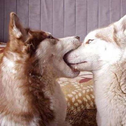 Danni4586 Danni Xiang Github - Light Illustration Collection - Mobile Quality