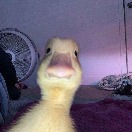 Carolina Alves Github - Download High Quality Gradient Picture | Mobile