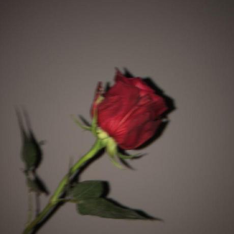 Thorn Rose Github - Best Vintage Images in 4K