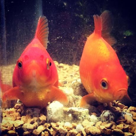 Haraisao Isao Hara Github - Download Premium Gradient Pattern | Desktop