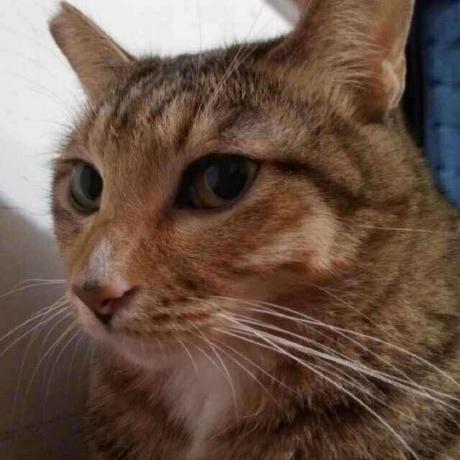 Rainbowskye Rainbow Github - Professional Retina Vintage Backgrounds | Free Download