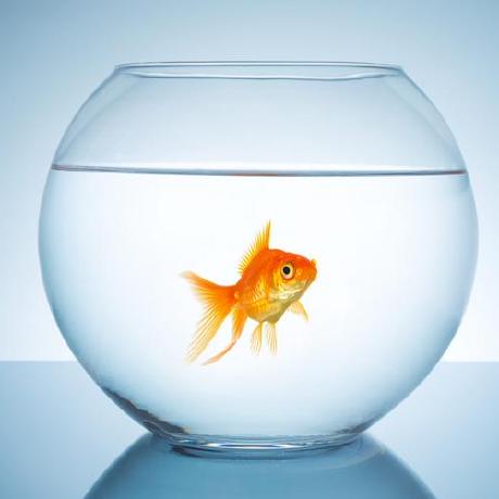 Goldfishcode Steffi Github - Download Incredible Dark Image | 4K