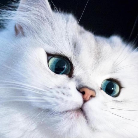 Avsanchez125 Ariana Github - Best Sunset Arts in Retina