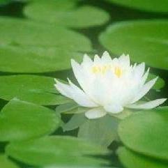 Github Holygao Realplay Vs2015 - Download Artistic Light Design | Mobile