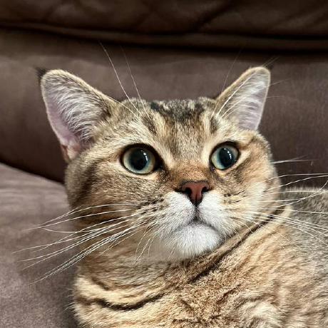 Oloshak Oleksa Loshak Github - Premium Abstract Pattern Gallery - Desktop