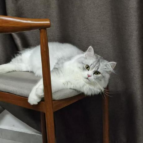 Github Saku8394jaika Cat - Best Mountain Textures in Desktop