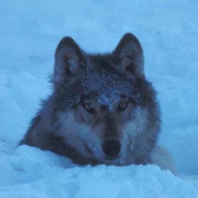 Anttivainio Antti Vainio Github - Mobile Light Designs for Desktop