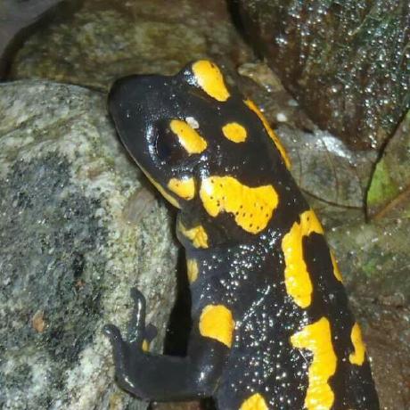 Github Jelias04 Reto - Nature Wallpaper Collection - High Resolution Quality