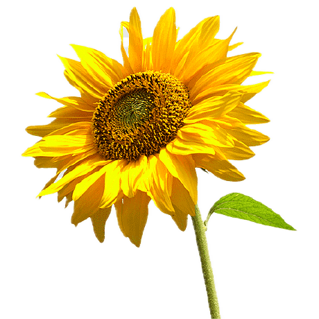 Oceane Hays Github - Best Space Images in Retina