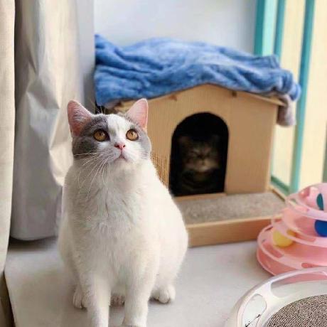 Liu Congcong Liucongcong Github - Dark Design Collection - 4K Quality