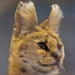 Asterisk Cdr Viewer Mod By Prog It - Geometric Art Collection - 8K Quality