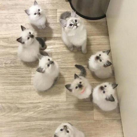 Cookie Kitties Github - Modern Minimal Image - HD