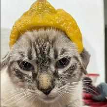 Strannik Iz Siberia Github - Colorful Pattern Collection - 8K Quality