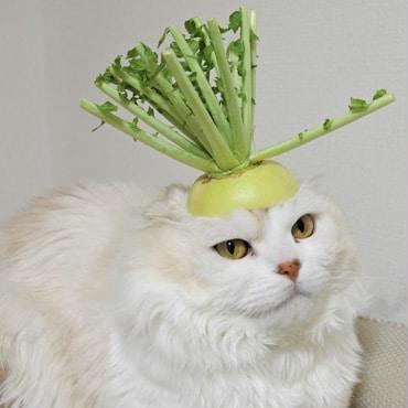 Github Lynnz1 Pacmanai - Elegant Ocean Illustration - 4K