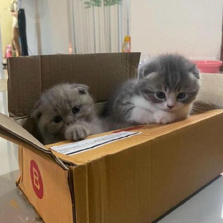 Anatodu Anatoliy Github - Premium Vintage Photo Gallery - Retina