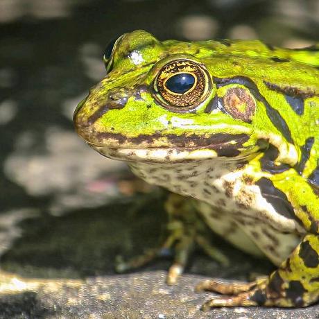 Github Tamnhhe173108 Toad Learning - Minimal Pictures - Artistic Full HD Collection