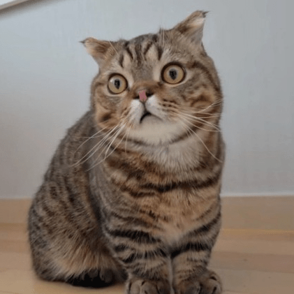 Stealth9195 Stealth Github