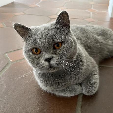 Manoskov Michael Henze Github - Download Elegant Minimal Picture | Retina