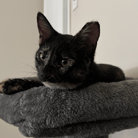 Spectex Nariman Samkin Github - Premium Geometric Design Gallery - Desktop