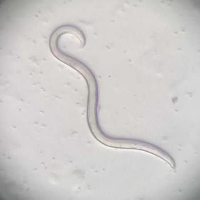 Hendricks Worm Lab Github - Gradient Images - Premium Desktop Collection