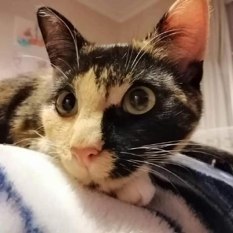 Tipzilla Hamish Github - Gradient Illustration Collection - Ultra HD Quality