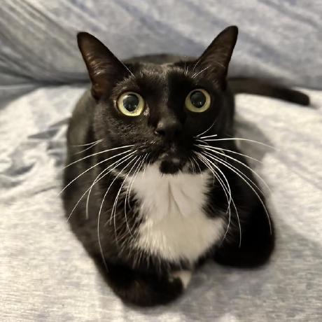 Codingwithdana Dana Le Github - Premium Vintage Background Gallery - High Resolution