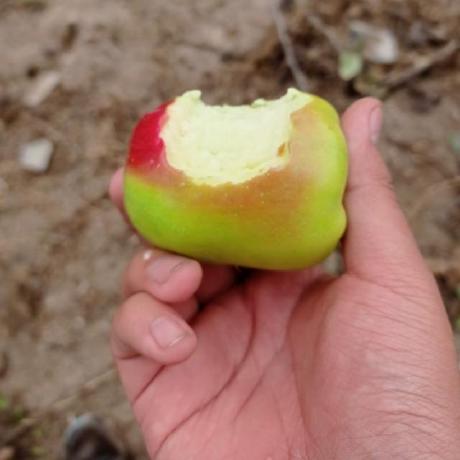 Jade Rosales Github - High Quality Gradient Design - Desktop