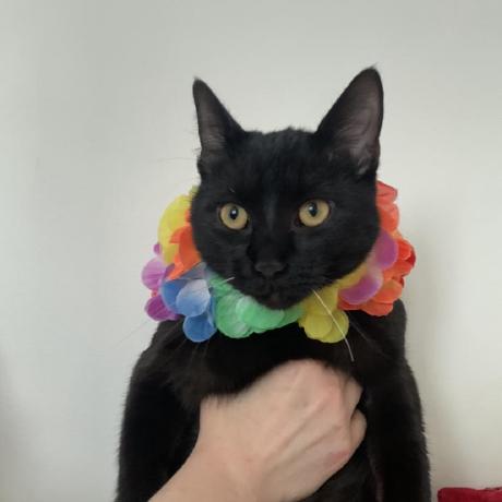 Anneem Ania Morales Github - Premium Mountain Background Gallery - 4K