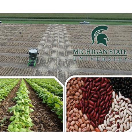 Github Mayanmohamedd Dry Beans Classifying - Download Ultra HD Landscape Image | Mobile