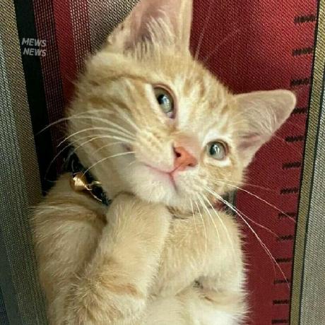 Kittycreations Laura Github - Desktop Sunset Textures for Desktop