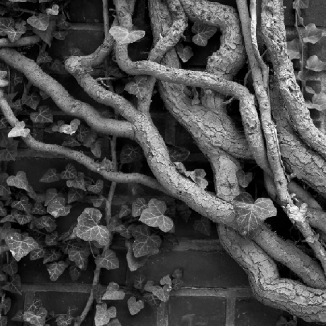 Akey Lab Github - Beautiful Nature Photo - High Resolution