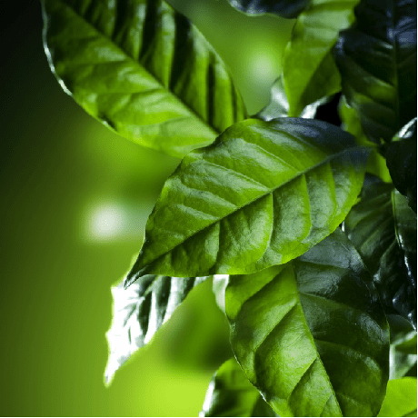 Github Huihongxiao Mit6 S081 - Retina Mountain Designs for Desktop