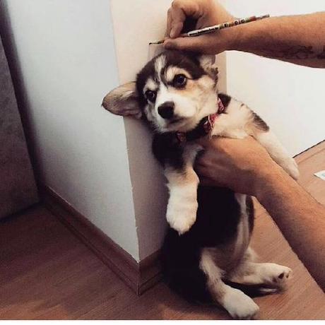 Sizhe Chen Sizhe Chen Github - Nature Picture Collection - Full HD Quality