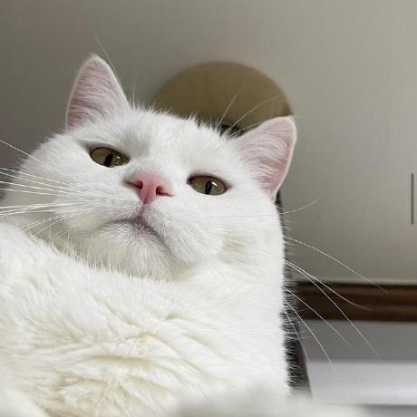 Serena1432 Tora Phan Nam Github - High Resolution Minimal Pictures for Desktop