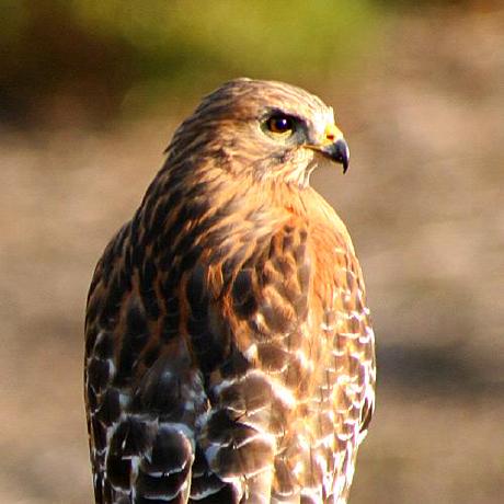 Github Yuanbit Finbert Qa Financial Domain Question Answering With - Elegant Minimal Illustration - Mobile