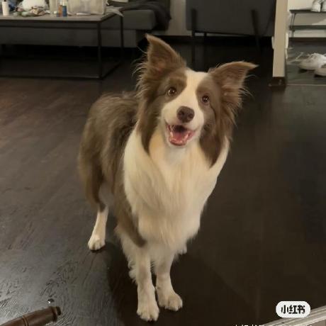 One3679 Jing Xiaopeng Github - Perfect Dark Background - 8K