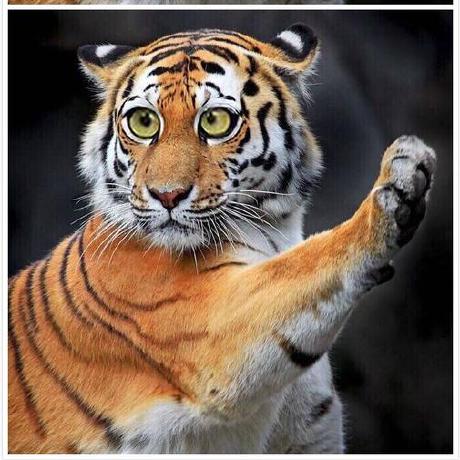 Spikexiong Spike X Github - Download Elegant Light Photo | Full HD